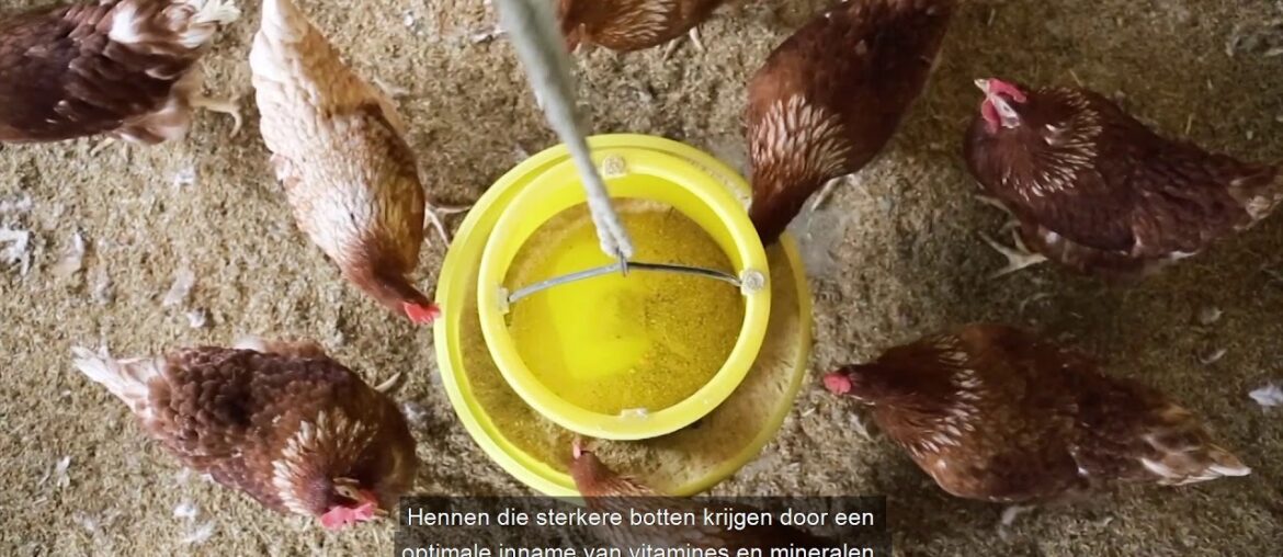 Improving lifetime performance of farm animals - We Make it Possible (Dutch)