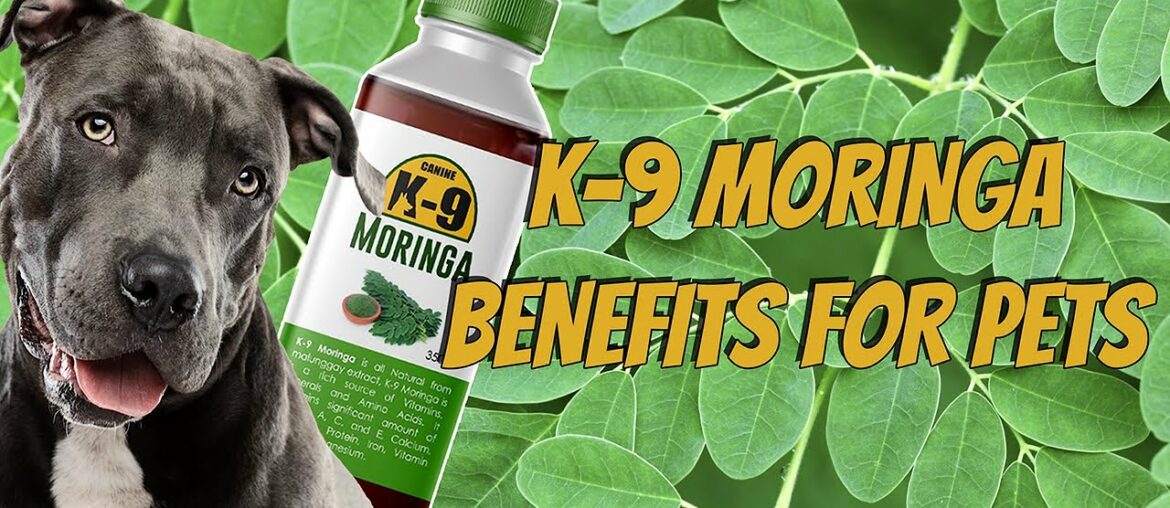 K-9 Moringa Benefits for Pets (Pet Super Food & Natural Vitamins Supplement)