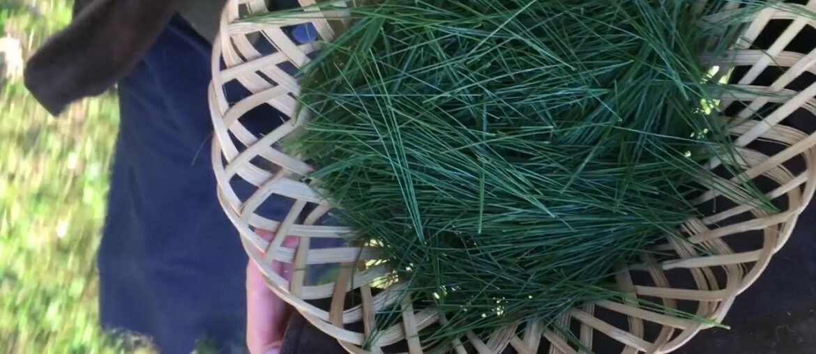 Pine Needle Tea and Layered Wool for Early Winter