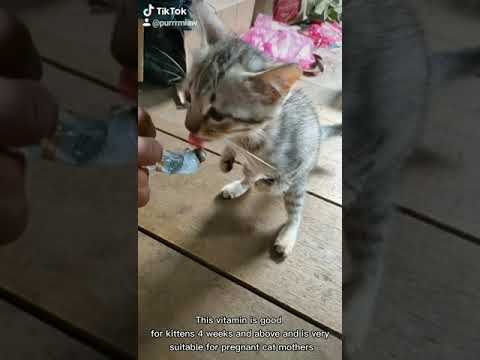 TEACH KITTEN EAT VITAMINS? My kitten really like!! | Youtube Short