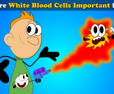 Why are White Blood Cells Important for us? | #aumsum #kids #science #education #children