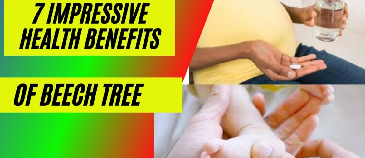 7 impressive health benefits of beech tree bark bonsai for free beech trees 5