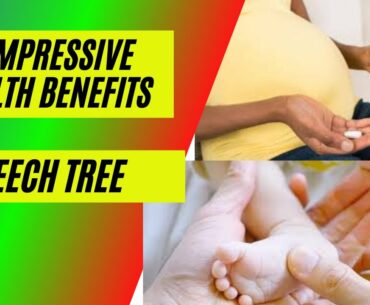 7 impressive health benefits of beech tree bark bonsai for free beech trees 5