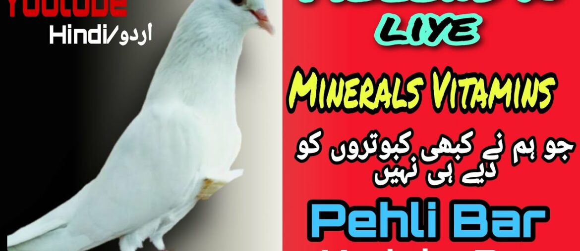Most important minerals For pigeon |  Important Vitamins for female Pigeon | health care 4 kabutar