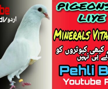 Most important minerals For pigeon |  Important Vitamins for female Pigeon | health care 4 kabutar