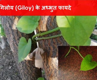 Amazing Health Benefits of Giloy || Covid-19 immunity booster || Our Creation Studio ||
