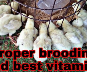 Proper brooding update|best vitamins