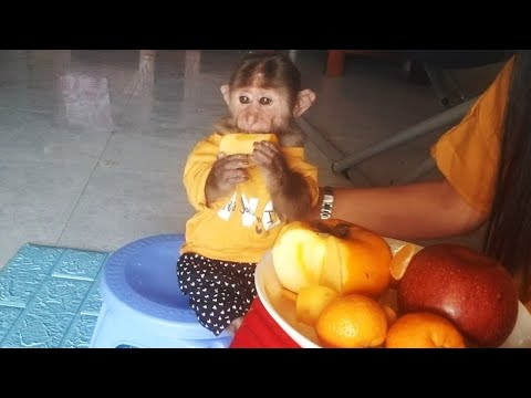 Mother supplements vitamin A for Ape with fruit