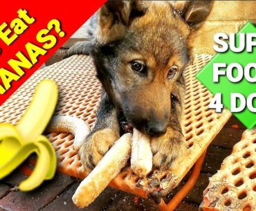 Can Dogs Eat Bananas? Super Foods for Dogs