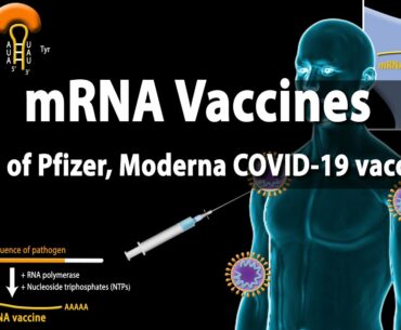 RNA Vaccines (mRNA Vaccine) - Basis of Pfizer and Moderna COVID-19 vaccines, Animation