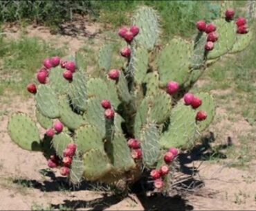 The great benifits of prickly pears