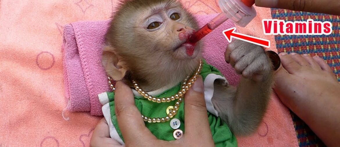 Beautiful monkey Soda getting vitamins after gets diarrhea mom gives nutrition for her