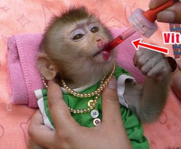 Beautiful monkey Soda getting vitamins after gets diarrhea mom gives nutrition for her