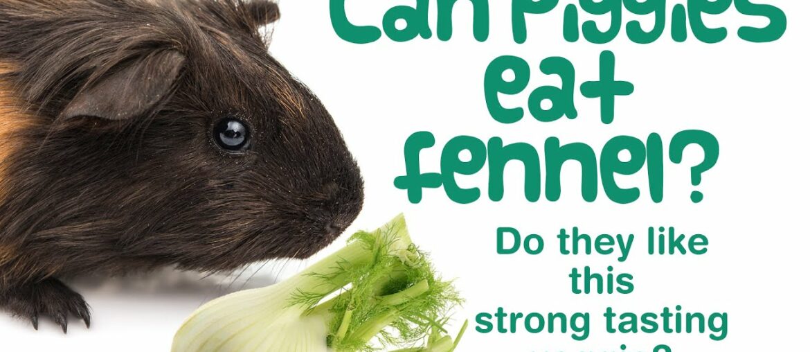 Can GUINEA PIGS eat FENNEL? | How Much Fennel Can they Eat & How Often? | Nutrition in Fennel