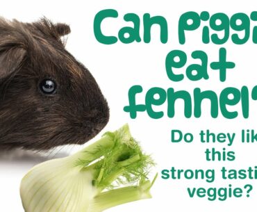 Can GUINEA PIGS eat FENNEL? | How Much Fennel Can they Eat & How Often? | Nutrition in Fennel