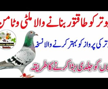 Best Multivitamin for pigeons | Vitamin for pigeon | Pigeon Multivitamin | Doctor Mazhar