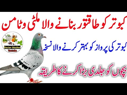 Best Multivitamin for pigeons | Vitamin for pigeon | Pigeon Multivitamin | Doctor Mazhar