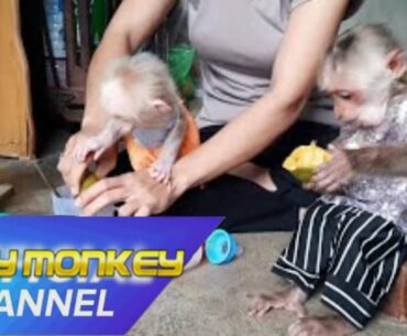 Vitamin C supplement for Monkey Sy and Ye #MonkeyLife #MonkeyBaby #MonkeyCute