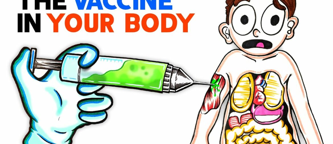 What The Coronavirus Vaccine Does To Your Body