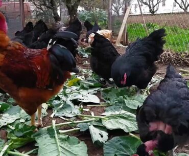 Cabbage (vitamin C - K - B6) - Natural chicken feed / Natural  vitamins -Australorps - Naked neck