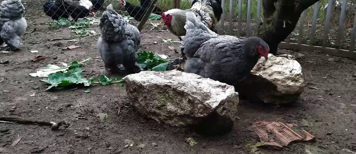 Brahma chickens -  Cabbage (vitamin C - K - B6) - Natural chicken feed / Natural vitamins / aGRokota