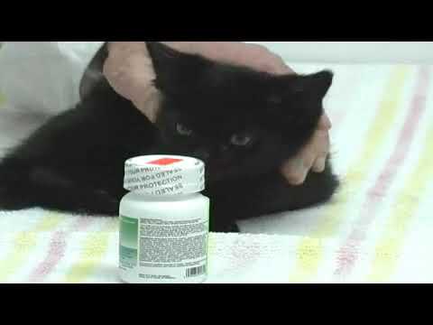 Cat Vitamin Supplements