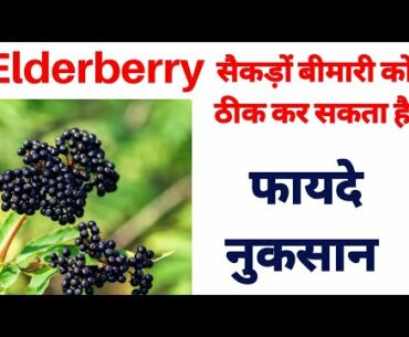 Elderberry health benefits, use, source Hindi | Sambucus Nigra | Elderberry ke fayde | Renatus Nova