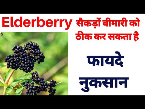 Elderberry health benefits, use, source Hindi | Sambucus Nigra | Elderberry ke fayde | Renatus Nova