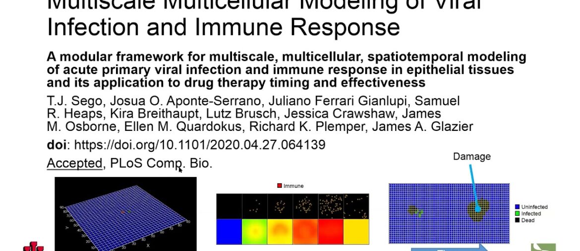 COVID-19 Infection, Immune Response, and Drug Therapy through Multiscale, Multicellular Simulation