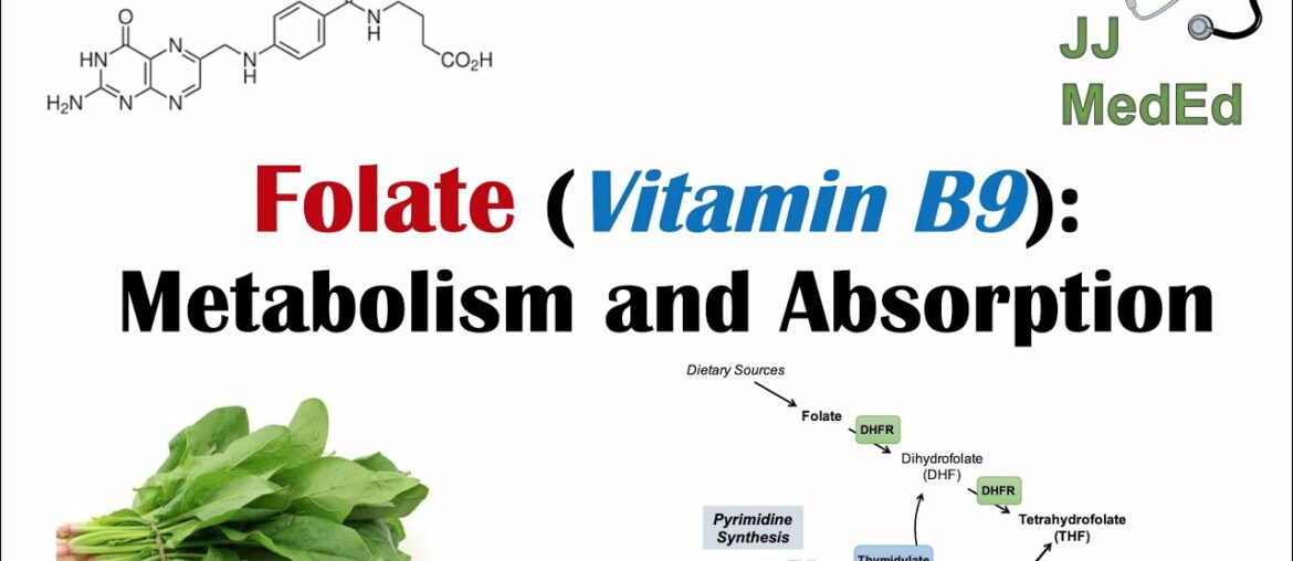 Folate (Vitamin B9): Why we need it, dietary sources, and how we absorb and metabolize it