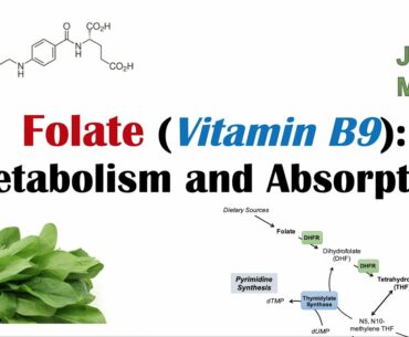 Folate (Vitamin B9): Why we need it, dietary sources, and how we absorb and metabolize it