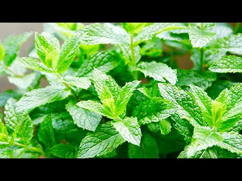 5 Amazing Health Benefits Of Spearmint