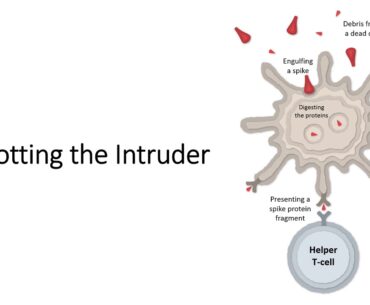 How the Pfizer-BioNTech Vaccine Works - Pfizer/BioNTtech vaccine for Covid-19