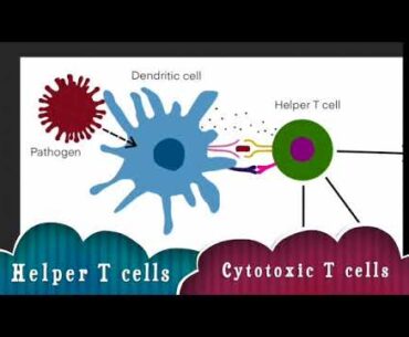 Immune Response to Pathogens Explained!