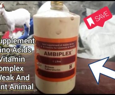 Weak Goats & Pregnant Animals Feed Supplement of Amino acids & Vitamin B- Complex Al Qawi Goat Farm