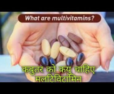 Best multivitamin for pigeons. Multivitamin for pigeon. What is multivitamin. Kabutar. Pigeon.