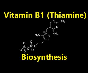 Nutrition 20 | Water Soluble Vitamins 2 - Thiamine (Vitamin B1) Biosynthesis