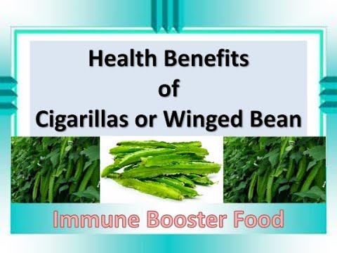 Immune Booster Food: One of the Health Benefits From Cigarillas or Winged Bean