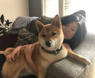 WHAT IT'S LIKE TO OWN A SHIBA INU! MEET MY DOG