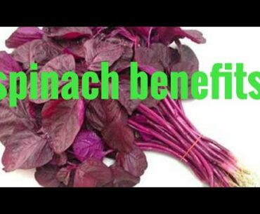 Health Benefits of Spinach Rocky health and fitness