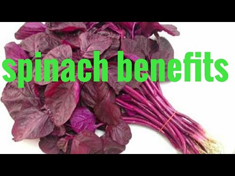 Health Benefits of Spinach Rocky health and fitness