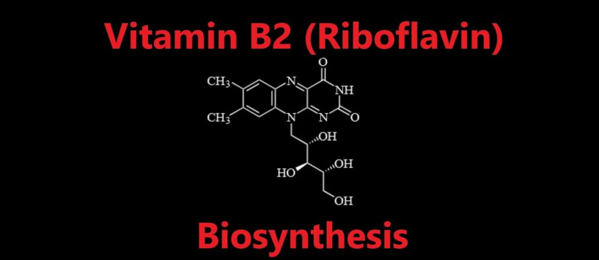 Nutrition 21 | Water Soluble Vitamins 3 - Riboflavin (Vitamin B2) Biosynthesis