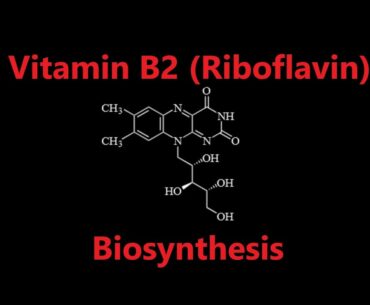 Nutrition 21 | Water Soluble Vitamins 3 - Riboflavin (Vitamin B2) Biosynthesis