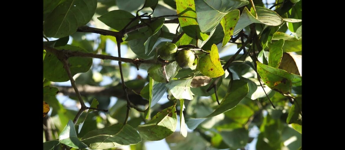 Haritaki Fruit (Terminalia chebula) for Vitamin C, Anti inflammatory, Healthy Digestion