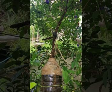 Calamansi fruiting ,5 months old 5 ft. & 7 ft. tall in Container - Air layering method/macotting.