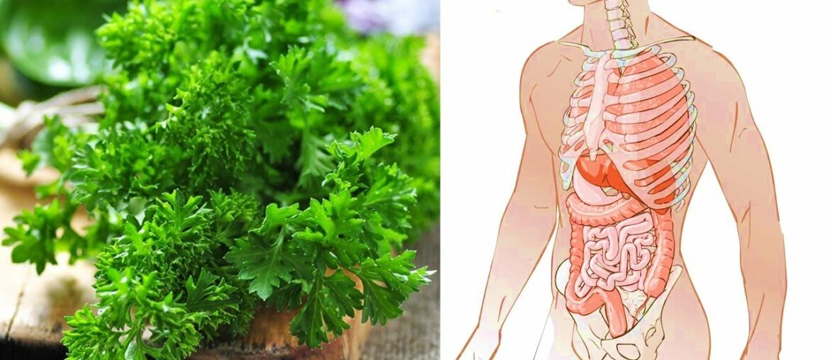 7 Health Benefits of Parsley Reasons Why You Should Eat More Parsley