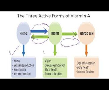 Nutrition   Chap 07b   Vitamin A and Beta Carotene 20201017