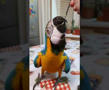 Macaw parrot eating from a spoon