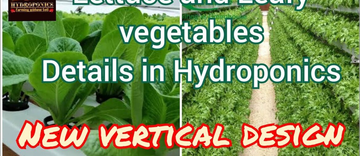 Hydroponics lettuce and Leafy greens, nutrition, pH and disease management. And highly dense design.