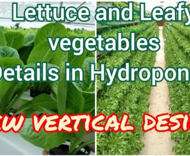 Hydroponics lettuce and Leafy greens, nutrition, pH and disease management. And highly dense design.